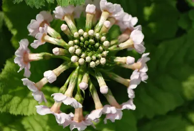Psychotherapy & Counselling | Green and pink alium type flower